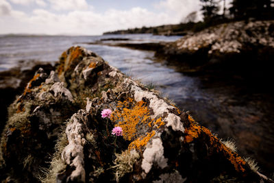 Close-up of rocks on sea shore