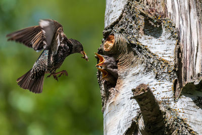 Close-up of starling feeding its young
