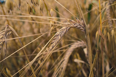 Close-up of wheat growing on field