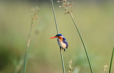 Close-up of bird perching on plant