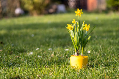 Close-up of yellow flowering plant on land