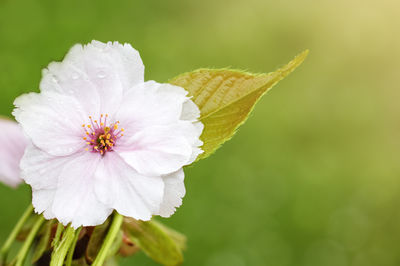 flower