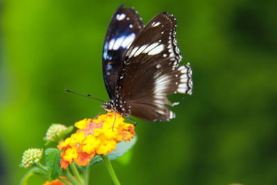 Close-up of butterfly pollinating on yellow flower