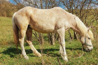 Horse grazing in a field