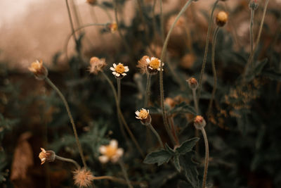 Close-up of flowering plants on field