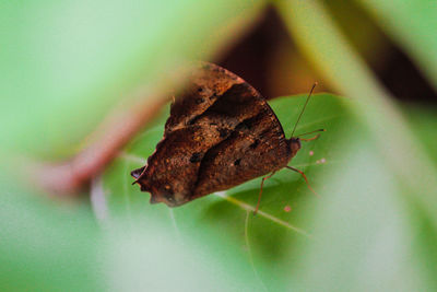 Close-up of butterfly on leaf
