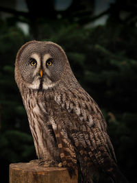 Close-up of owl perching on tree