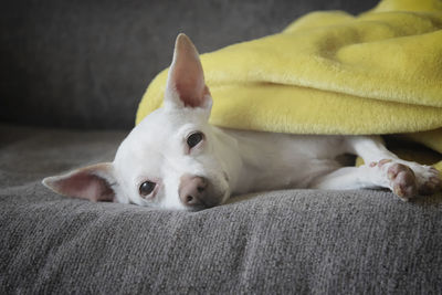 Close-up of a dog resting on bed