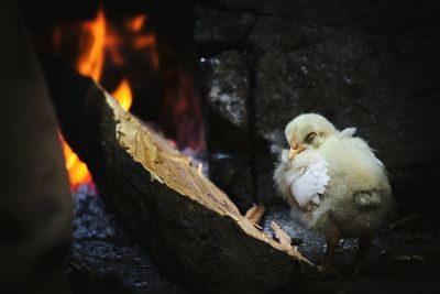 Close-up of a bird