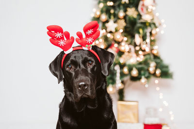 Portrait of a dog on christmas tree