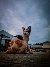 Cat looking away in city