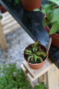 High angle view of potted plant on table