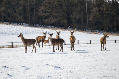 Horses on snow covered field