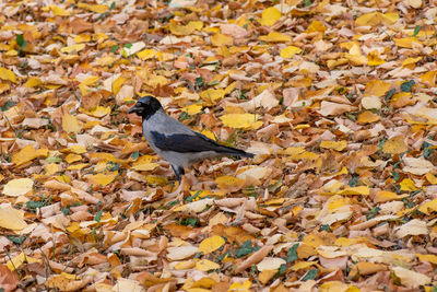 High angle view of bird perching on dry leaves