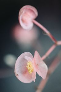 Close-up of flower against blurred background