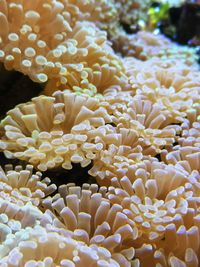 Close-up of coral in sea