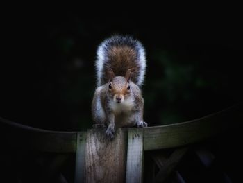 Close-up of squirrel