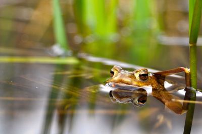 Close-up of frog 