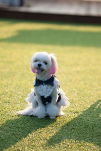 Dog running on grass