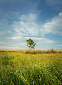 Picturesque summer landscape with a lone tree in the field surrounded by reed vegetation. empty land