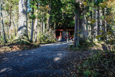 Road amidst trees in forest