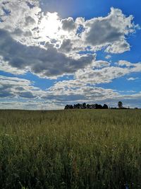 Scenic view of agricultural field against sky