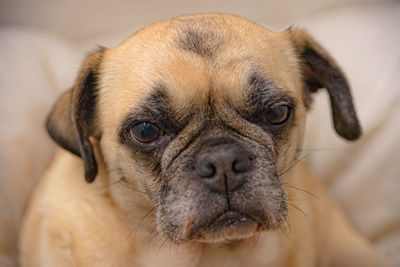 Close-up portrait of a dog