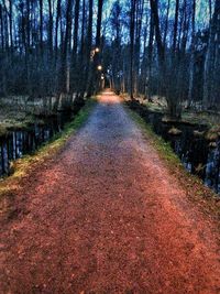 Road passing through forest
