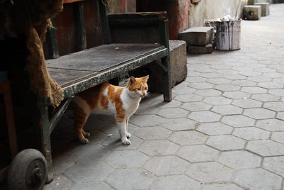 Cat sitting on footpath