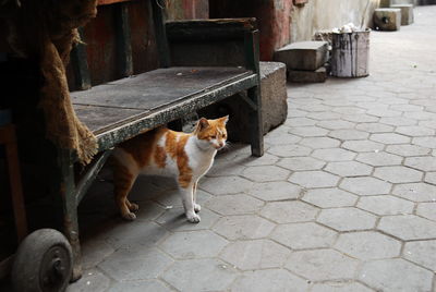 Cat living in street of cairo, egypt