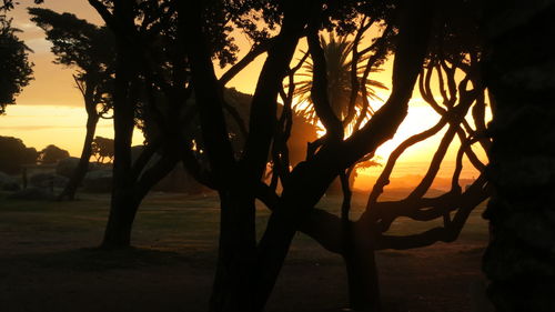 Silhouette trees against sky during sunset