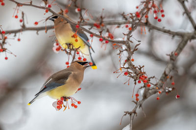 Low angle view of bird perching on tree