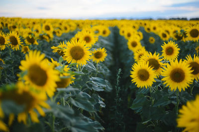 Close-up of yellow flowering plants on field