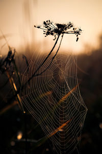 Close-up of spider web