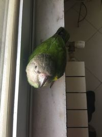 Close-up of a parrot