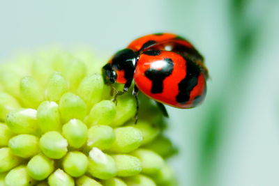 Close-up of ladybug on flower