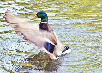 Duck swimming in a lake