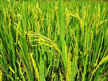 Full frame shot of rice paddy