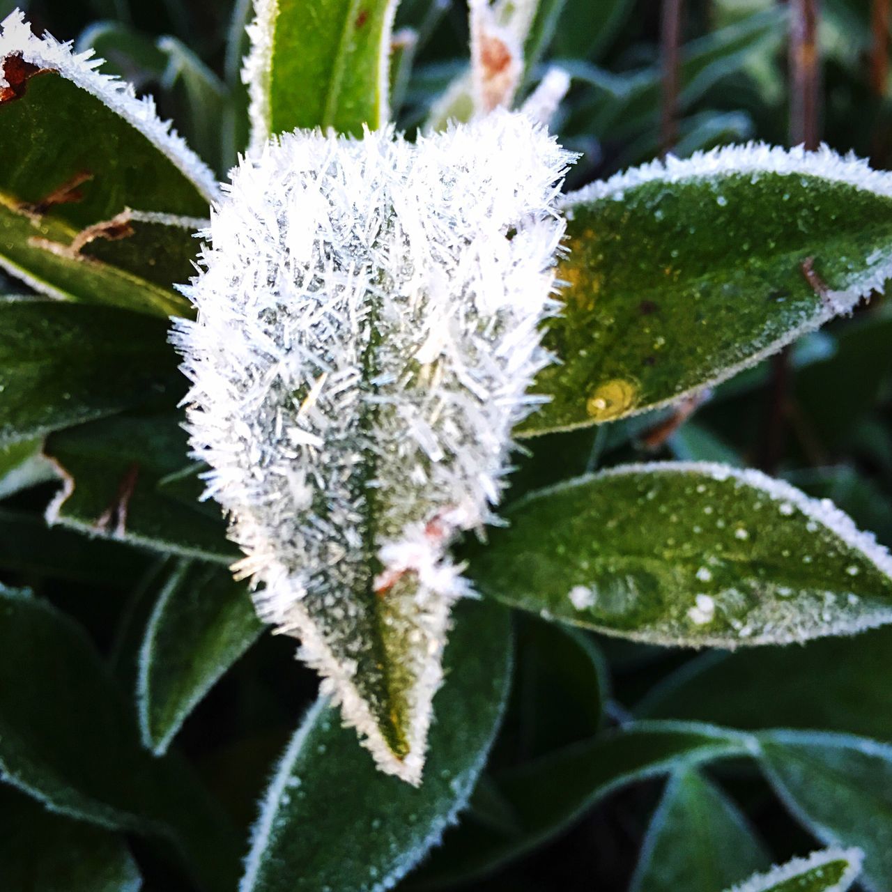 freshness, fragility, flower, growth, close-up, focus on foreground, beauty in nature, white color, plant, nature, flower head, cold temperature, winter, petal, drop, season, leaf, wet, frozen, weather