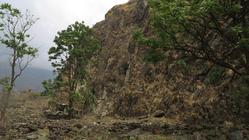 Trees growing on rock against sky