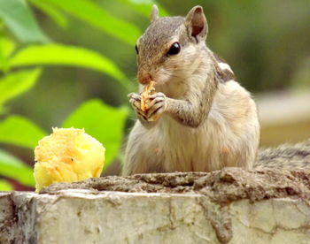 Close-up of squirrel eating on retaining wall