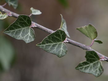 Close-up of fresh green leaves