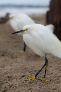 Close-up of snowy egret