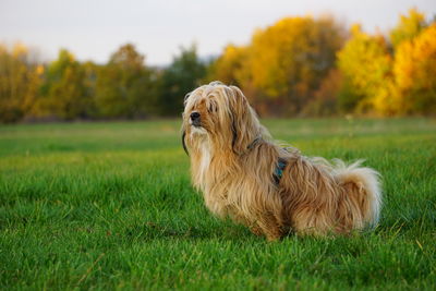 Dog running on field