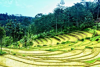 Scenic view of agricultural field against sky