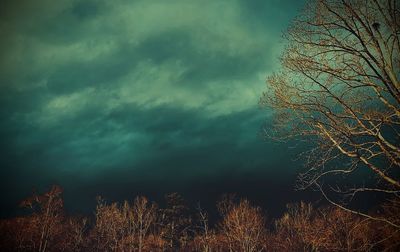 Illuminated trees in forest against sky