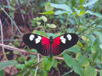 Butterfly on leaf