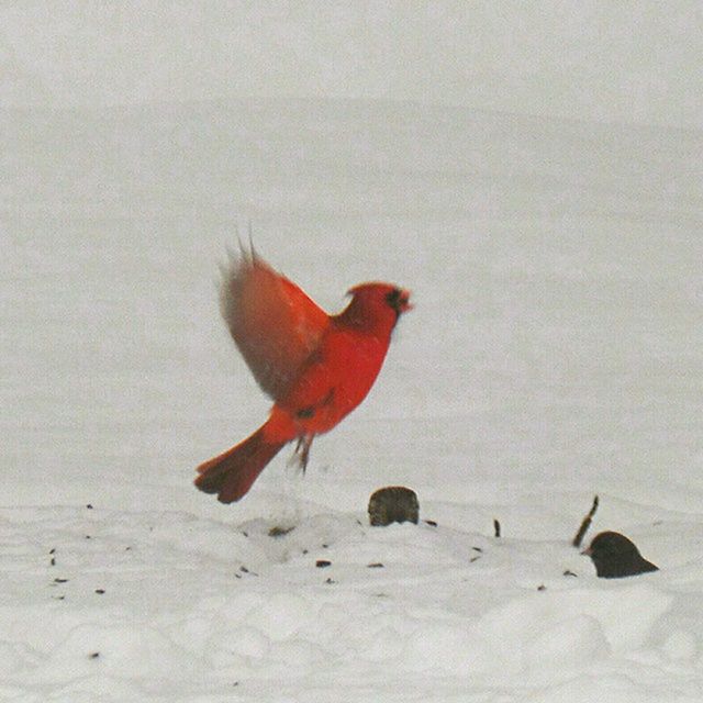 red, animal themes, bird, wildlife, animals in the wild, one animal, nature, orange color, full length, close-up, no people, day, animal representation, beauty in nature, outdoors, high angle view, autumn, wall - building feature, copy space