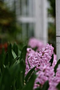 Close-up of pink flowers