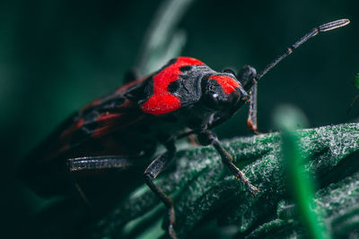 Close-up of insect